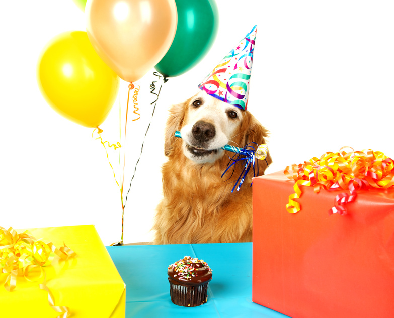 Golden Retriever  Dog at a Birthday Party