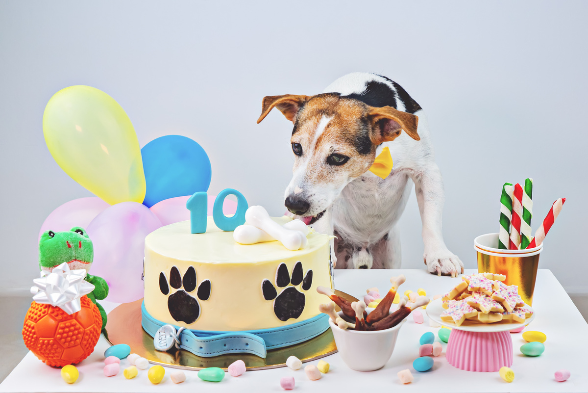 Dog Birthday party Bone day. Birthday cake and cute dog with cupcake and treats to celebrate 10th Birthday. Happy Barkday.