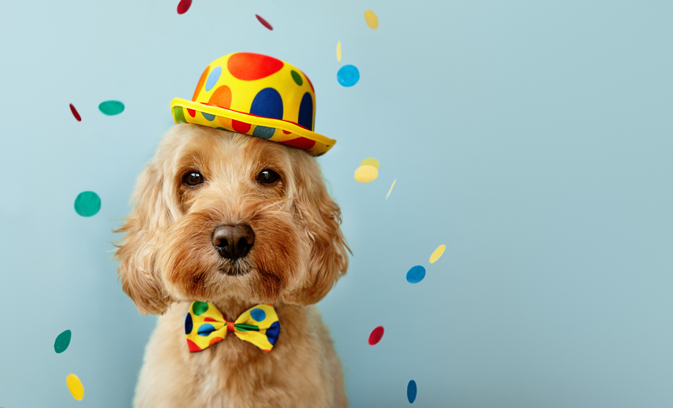 Dog with Bow Tie and Hat Celebrating Birthday