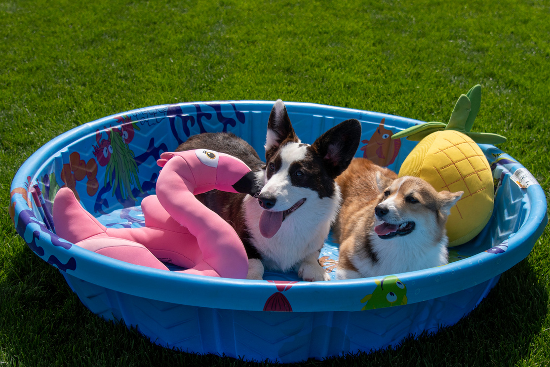 TWO CORGI PUPPIES IN KIDDIE POOL