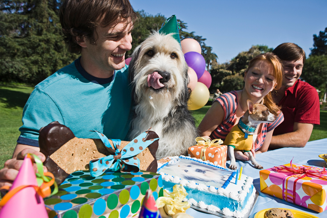 Dogs and people at birthday party